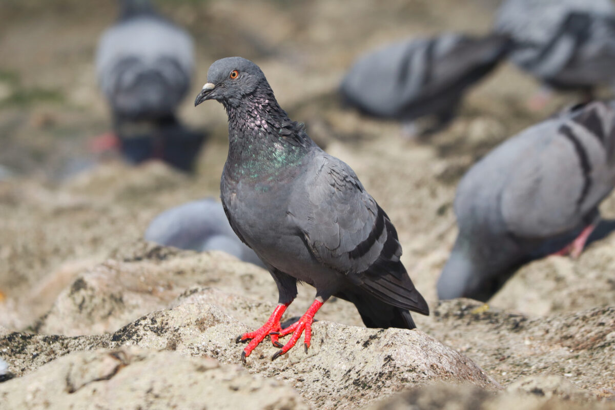 Fientes de pigeons sur nos façades : solutions efficaces et préventives